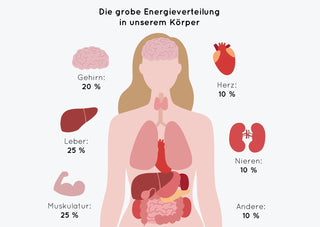 Metabolismus Teil 2 - Arten & Auswirkungen von Stoffwechsel-Störungen